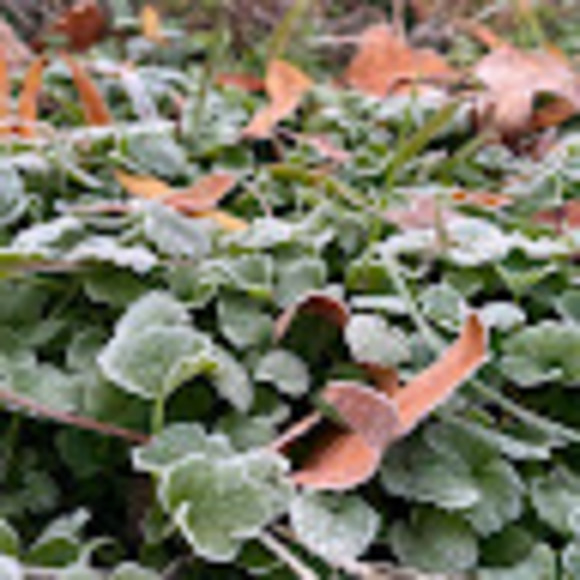 Meet your Posher, Star - Picture 1 of 1